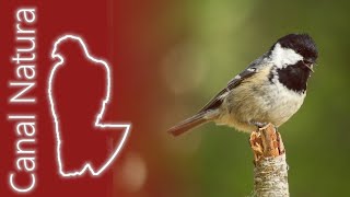 Carbonero garrapinos Periparus ater Coal Tit 4K [upl. by Janek]