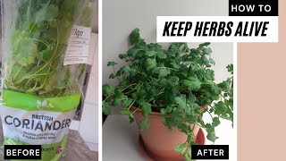 How to keep supermarket herbs alive  make them thrive  grow cilantrocoriander indoors [upl. by Goth]