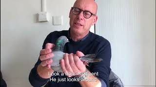 Most Expensive Racing Pigeon In The World handled by Evert Jan Eijerkamp and Henk Jurriëns [upl. by Halsy902]