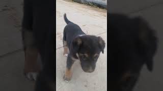 Jarman sefat puppy dog 🐕jarmansafeddog doglover desi youtubeshorts youtube feedshorts [upl. by Lizabeth867]