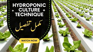 Hydroponic Culture technique Or Farming [upl. by Tavy]