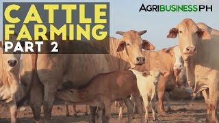 Cattle Farming Part 2  Zero Grazing Cattle Farming  Agribusiness Philippines [upl. by Noseyt]