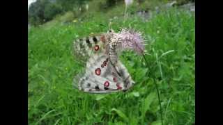 quotParnassius apollo transitoria in Kopulaquot Eine Bilderschau von Karin und Wolfgang Schmökel [upl. by Malia198]