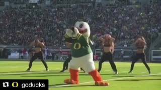 Oregon Duck dancing with cheerleaders Oregon mascot dances with cheerleaders on the field [upl. by Lesly]