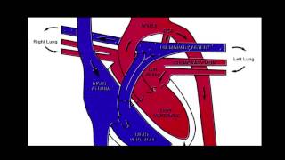 Easy EKG Anatomy of the Heart Made Easy [upl. by Ad]