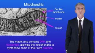 A Level Biology Revision Mitochondria [upl. by Sebastiano793]