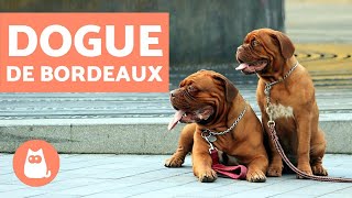 Dogue de Bordeaux  Characteristics and Training [upl. by Hendry93]