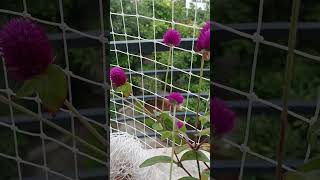 Gomphrena globosa commonly known as globe amaranth is an edible plant balconygarden [upl. by Nosniv]