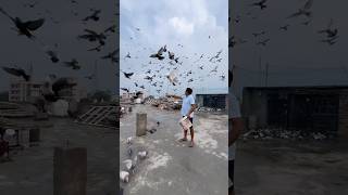 Ustad Ravinder Rana ji ka shok kabootarbazi kabootar birds pigeon shortvideo short shorts [upl. by Ayak707]