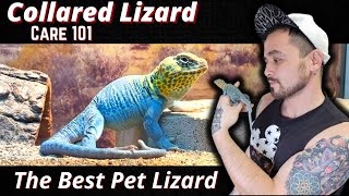 Collared Lizard Care Guide 2022 [upl. by Selig]