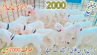 rajanpuri Gulabi bacche for sale Gulabi goats kids cheap package cheap offer at Yaseen Goat Farm [upl. by Assenav160]