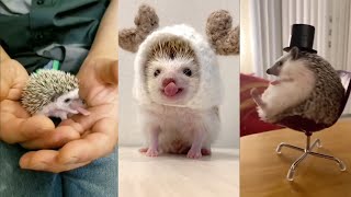 😍 Cute and Funny 😜 Moments with Hedgehogs 🦔 Compilation 🥰 Милые и Смешные 😃 Моменты с Ежами 🦔 [upl. by Ayatnahs672]