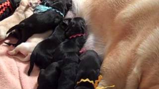 Lab Puppies 2 Days Old [upl. by Aiekal]