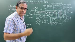 Digestion in BranchiostomaAmphioxus [upl. by Aylmer]