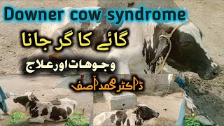 Downer Cow Syndrome  Treatment of Anorexia  بیٹھی ہوئی گائے کا علاج  Treatment of Milk fever [upl. by Whatley78]