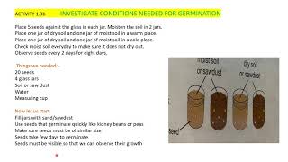 Cambridge Primary Science Stage 5 Chapter1 13 Investigating Germination [upl. by Alien]