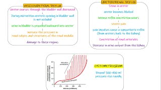 Vesicoureteral Reflex Ureterorenal Reflex Chapter 26 part 4 Guyton and Hall Physiology [upl. by Lebazi140]