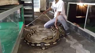 Snake Phyton Ular Terbesar Reticulatus Phyton Tiger Indonesia OMAH REPTILE NGANJUK [upl. by Ahsieyn]