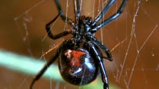 Facts About Spiders 🕷  Secret Nature  Spider Documentary  Natural History Channel [upl. by Darrej]