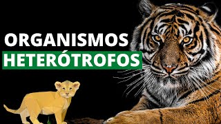 ¿Qué son los organismos heterótrofos y cuáles son sus características Ejemplos🐯 [upl. by Lynna218]