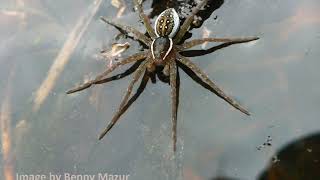 Six Spotted Fishing Spider [upl. by Duffie]