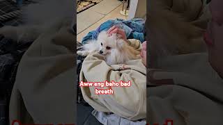 awww ang baho bad breath memes funnymemesounds soundeffects amongus scream viralvideo [upl. by Lemrej]