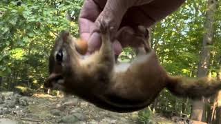 Ninja chipmunk makes some big jumps Bobtail Tupac Rover and the cowbells [upl. by Gnes987]