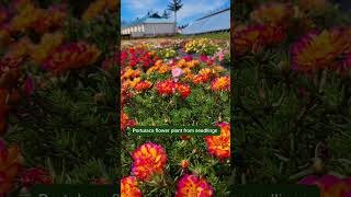 How to increase flowering in portulaca flower 💐shorts garden [upl. by Vitek]