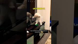 Kitten Discovering a Fidget Spinner 🤣🤣 [upl. by Hgielsa]