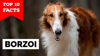 Borzoi  Top 10 Facts [upl. by Yeslehc829]