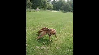 Staffordshire Bull Terrier vs Rhodesian Ridgeback dog fight destroy [upl. by Kirven612]