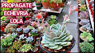 380 PROPAGATION ECHEVERIA LOLA FROM LEAVES AND CUTTINGS  NHÂN GIỐNG SEN ĐÁ LOLA [upl. by Nwahshar]