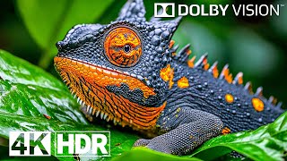 Special Dolby Vision HDR 4K 120FPS  4K Video ULTRA HD [upl. by Maxantia]