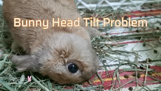 Torticollis in Rabbits  This Poor Bunny Rabbit Suffering From Head Tilt Problem [upl. by Anelrahc372]