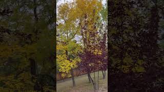 treethe leaves turning yellowalmost winter [upl. by Euphemie]