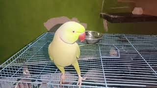 MITTU PAPA🤣🤣 MORATTU SINGLE 😳😳😂greenparrotbirdsfunny entertainment  trending  viralparrotvide [upl. by Farrel]