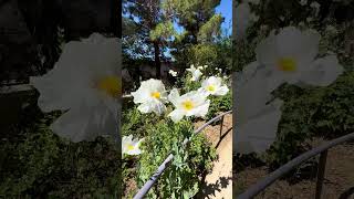 Springs Preserve Botanical Garden  part 2  lasvegas nevada botanicalgarden flowers [upl. by Anattar]