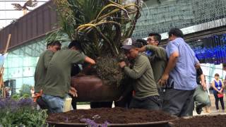 Installation of the worlds largest species of orchid the Tiger Orchid Grammatophyllum speciosum [upl. by Raddi]