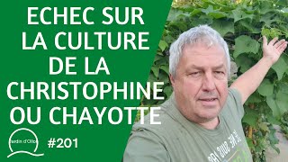 201Echec sur la culture de la Christophine ou Chayotte [upl. by Atthia60]