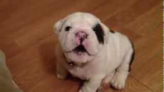 Bulldog bebe [upl. by Weigle]