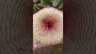 Vc sabia que a Stapelia Gigantea não é uma planta carnívora [upl. by Aliuqaj229]