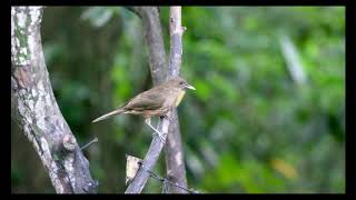 Claycolored Thrush  Bird and Song [upl. by Ahsein541]