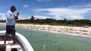 Snook caught on North Captiva beach quotslow motionquot [upl. by Ahsinet575]