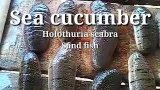 Sea cucumbersand fish holothuria scabra Batputiankagisan [upl. by Urita474]