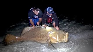 Fishing for Giant Goliath Grouper from the Beach  4K [upl. by Poucher212]