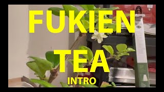 Fukien Tea Tree Bonsai A from Seed  Intro November 2023 bonsai fruit fukien [upl. by Hochman]