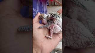 Budgies bird 🕊️information budgieslovers budgiesparakeet youtubeshorts [upl. by Metabel]