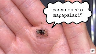 Basics ng spiderling care [upl. by Romie560]