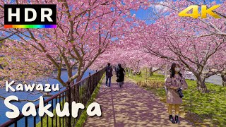 4K HDR Japan Cherry Blossoms  Kawazu Sakura [upl. by Nobell945]