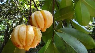 Health Benefits Of Garcinia Cambogia Goraka ගොරකා [upl. by Alag]